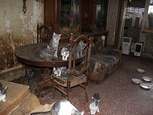 paceco-escrementi-di-animali-in-casa-dovranno-lasciare-gli-appartamenti