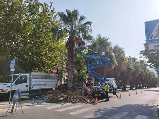 trapani-avviata-la-potatura-di-palme-e-platani-in-corso-mattarella