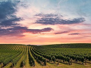 trapani/viticoltura-ciminnisi-a-roma-non-hanno-idea-della-crisi-che-sta-vivendo-il-comparto