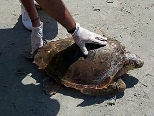 liberata-tartaruga-presso-il-lido-buxutu-del-litorale-di-san-vito