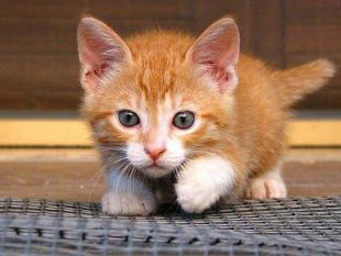 prima-pagina-pet-quando-il-gattino-starnutisce-la-rinotracheite-infettiva