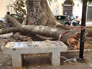 mazara-interrogazione-del-consigliere-gaiazzo-su-sicurezza-alberi-in-citta