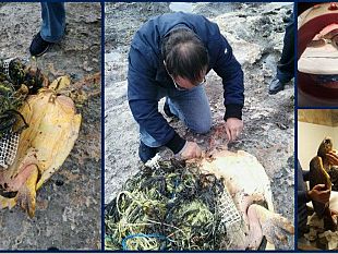 non-ce-l-ha-fatta-la-tartaruga-recuperata-5-giorni-fa-a-favignana-e-soccorsa-dallo-staff-del-centro-di-primo-soccorso-uccisa-dalla-plastica-il-killer-degli-oceani