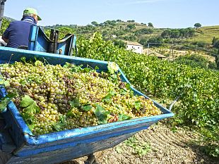 salemi-vendemmia-nel-bene-confiscato-raccolti-70-quintali-di-grillo