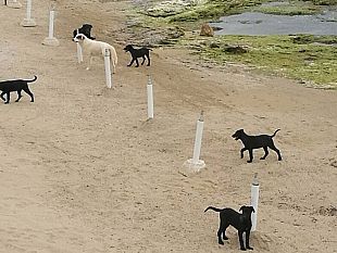 mazarasipuo-risolvere-il-problema-del-randagismo-in-citta-e-periferia