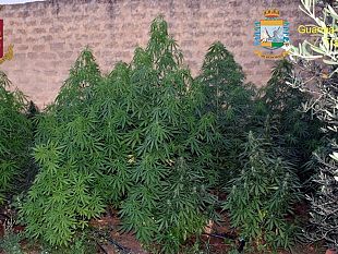 mazara/coltivavano-piante-di-marijuana-due-mazaresi-fermati-da-ps-e-gdf