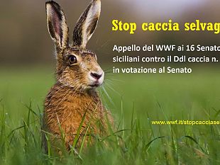 caccia-il-wwf-sicilia-contro-il-ddl-malan-appello-ai-senatori-isolani-per-fermare-la-deregolamentazione