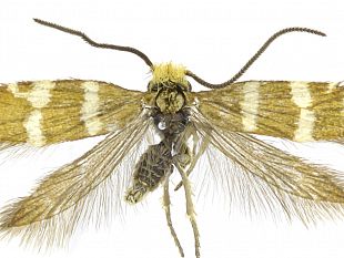 scoperta-a-pantelleria-una-nuova-specie-di-insetto-si-chiama-micropterix-vulcanica