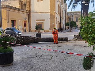 il-punteruolo-rosso-attacca-le-palme-davanti-al-teatro-selinus-il-comune-le-rimuove