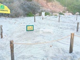 lampedusa-registrata-la-prima-deposizione-dellanno-di-tartaruga-caretta-caretta