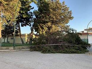 albero-si-spezza-in-due-per-il-forte-vento-nel-giardino-della-ruggero-settimo