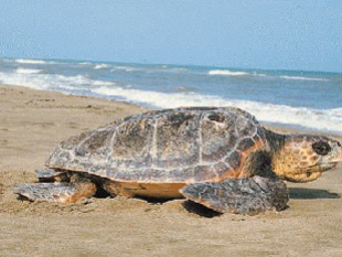 avvistata-una-tartaruga-caretta-caretta-a-pozzitello