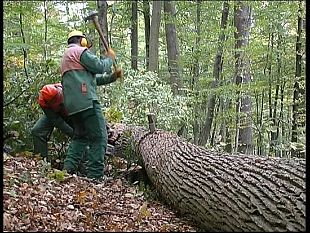 tagli-sulla-finanziaria-da-domani-i-forestali-scendono-in-piazza-a-palermo