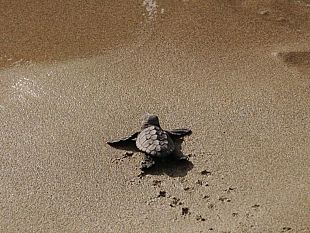 petrosino-sulla-spiaggia-di-sibiliana-si-schiudono-le-uova-di-tartarughe-caretta-caretta