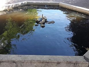 trapani-nuovo-blitz-di-enrico-rizzi-sequestrate-anche-le-tartarughe-di-piazza-ciaccio-montalto