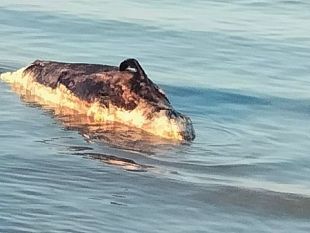 mazara-carcassa-di-piccolo-cetaceo-presso-il-lungomare-san-vito