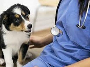 castelvetrano-rischia-di-perdere-anche-dopo-oltre-trentanni-il-distretto-veterinario