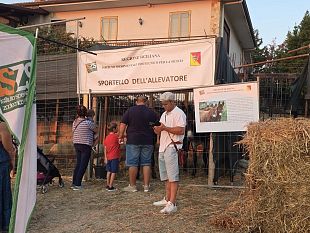 a-san-giuseppe-jato-243-anni-di-storia-per-la-mostra-degli-animali-della-valle-dello-jato
