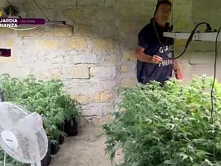 scoperta-dalla-gdf-una-piantagione-di-oltre-900-piante-di-marijuana