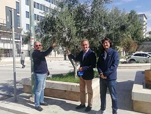 raccolta-olive-terreni-comunali-parte-dellolio-andra-alle-famiglie-bisognose