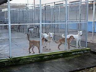 il-rifugio-sanitario-di-mazara-un-esempio-per-tutta-la-provincia-in-due-anni-catturati-oltre-500-cani