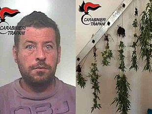 mazara-e-campobello-furto-di-olive-e-coltivazione-di-canapa-indiana-arresti-e-denunce-dei-carabinieri