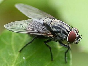 detti-e-stradetti-modi-di-dire-trapanesi-ogni-ficateddro-di-musca-fa-sustanza