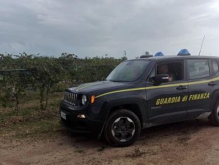 frode-milionaria-sui-fondi-destinati-allagricoltura-a-castelvetrano-36-denunciati-per-falso-e-truffa-aggravata-dalla-gdf