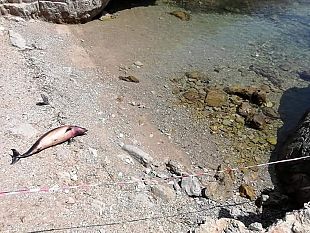 favignana-rinvenuta-carcassa-di-delfino-attesa-la-rimozione