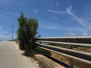 mazara-cresce-sempre-piu-larbusto-sul-cavalcavia-di-via-degli-archi-un-pericolo-segnalato-da-mesi