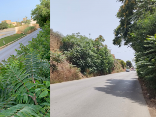 mazara-lamministrazione-annuncia-il-via-alla-diserbatura-delle-strade-di-tutto-il-territorio