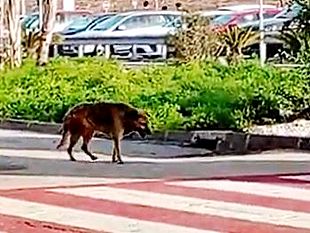 video-cane-randagio-in-agonia-allaeroporto-di-trapani-birgi-lo-scempio-della-sicilia