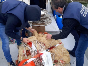 mazara-sequestrati-dalla-guardia-di-finanza-circa-100kg-di-novellame-di-sarda