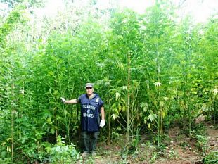 petrosino-scoperta-dalla-gdf-di-mazara-una-piantagione-composta-da-270-piante-di-canapa-indiana-tre-denunciati