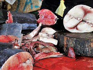 iccat-incontro-tra-gli-stakeholder-e-la-commissione-europea