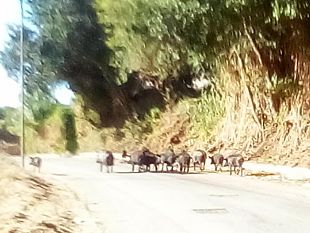 suini-neri-siciliani-fuggiti-a-salemi-palmeri-attiva-sicilia-sospendere-gli-abbattimenti