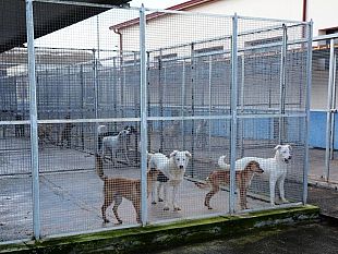 mazara-randagismo-tempo-di-soluzioni