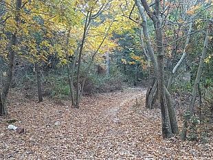 approvata-la-legge-per-i-forestali-precari-siciliani