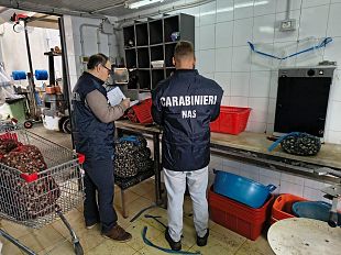 palermo-e-provincia-pescherie-e-gelaterie-controllare-dai-nas-piovono-sanzioni-e-chiusure