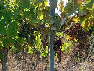 crisi-viticoltura-il-comune-di-salemi-chiede-lo-stato-di-calamita