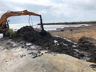 al-via-stamane-lavori-rimozione-delle-alghe-dal-porticciolo-marinella-selinunte