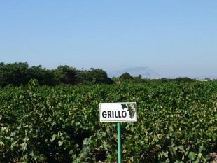 ecco-i-dati-sulla-vendemmia-2014-zonin-previsioni-confermate-ma-il-calo-e-del-15