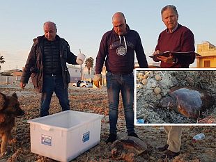 video-mazara-tartaruga-impigliata-ad-una-rete-salvata-grazie-alla-scoperta-di-un-pastore-tedesco