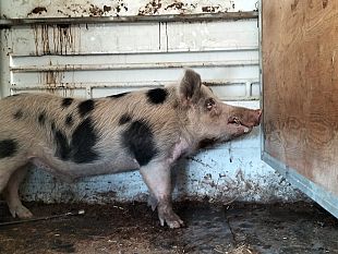 trapani-in-giro-per-la-citta-un-maiale-visita-agenzia-di-pompe-funebri