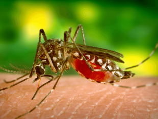 trapani/casi-di-virus-west-niles-lasp-di-trapani-chiarisce-con-una-nota