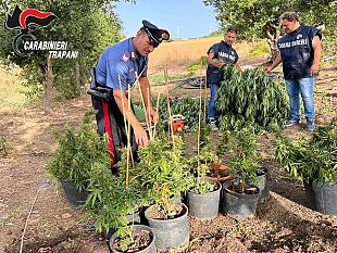 trapani/trapani-rinvenuta-piantagione-di-canapa-indiana