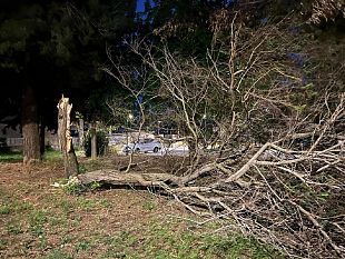 lo-scirocco-ha-flagellato-ieri-la-citta-danni-e-alberi-caduti-nessun-ferito