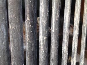 mazara-casa-lager-per-cani-nel-centro-storico-aggiornamento-della-situazione