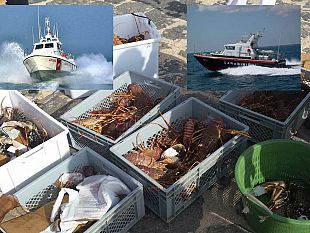 novellame-di-aragoste-denunciato-dai-carabinieri-e-dalla-capitaneria-di-porto