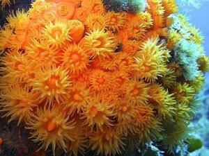 prosegue-alle-egadi-il-progetto-prin-biocostruttori-marini-dell-iamc-cnr-per-monitorare-lo-stato-di-salute-dell-astroides-calycularis-specie-protetta